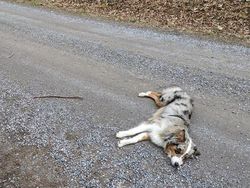 Ada-ada Saja, Pria Ini Lamar Kekasihnya saat Mendaki Gunung