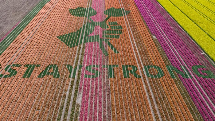 Bunga tulip Belanda