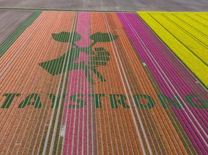 Perkebunan Bunga Tulip Belanda Berikan Pesan untuk Tenaga Medis Dunia