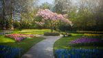 Mengintip Taman Bunga Tulip Terindah di Dunia