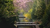 Sepanjang jembatan berjalan di taman dengan bunga sakura di atasnya.