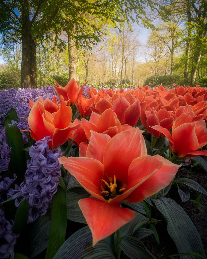 Mengintip Taman  Bunga  Tulip  Terindah di  Dunia  Foto 3