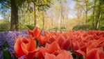 Mengintip Taman Bunga Tulip Terindah di Dunia