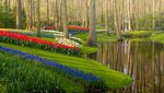 Mengintip Taman Bunga Tulip Terindah di Dunia