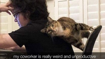 Siapa yang diganggu hewan peliharaan saat Work From Home? (Boredpanda)