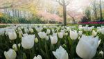 Mengintip Taman Bunga Tulip Terindah di Dunia