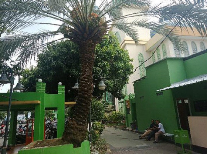 pohon kurma
