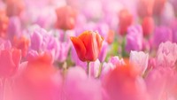 Potret bunga yang indah, dan Keukenhof sangat cocok untuk itu dengan beragam jenis bunganya.