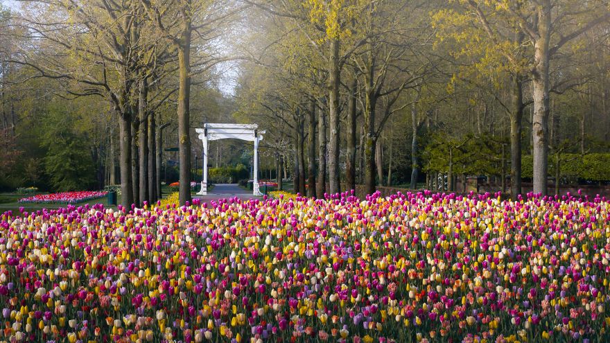 Keukenhof adalah taman bunga tulip terindah di dunia yang berada di Belanda. Setiap tahun jutaan wisatawan mengunjungi taman yang hanya di buka pada musim semi.