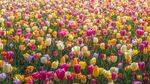 Mengintip Taman Bunga Tulip Terindah di Dunia