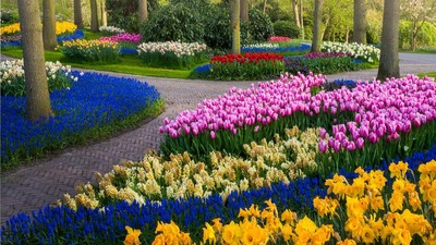 Mengintip Taman Bunga Tulip Terindah di Dunia