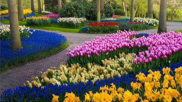 Mengintip Taman Bunga Tulip Terindah di Dunia