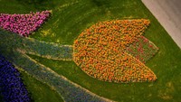 Jika dilihat sejajar dengan mata maka kita tidak akan melihat ini, namun dengan bantuan drone dapat terlihat bentuk bunga tulip.