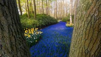 Sungai Biru yang terkenal di dunia. Sebuah jalan eceng gondok anggur biru yang berzigzag melintasi pepohonan.