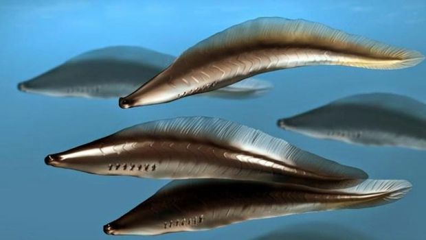 Ilustrasi penampakan Haikouichthys. Foto: Nobu Tamura