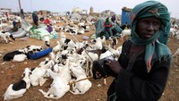 Islam bukan agama baru di Senegal. Sebanyak 92 persen masyarakat di sana adalah Muslim.Mereka aktif di berbagai dimensi kehidupan. Ada yang menjadi pengusaha, aparatur negara, atau pun karyawan.  Georges Gobet /AFP via Getty Images.