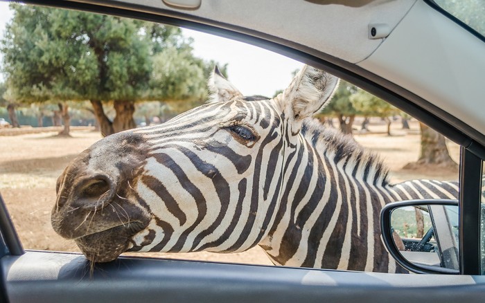 Hungry zebra waiting for food through a car window at the zoo