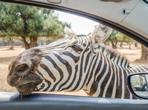 Kenapa Zebra Punya Garis Hitam Putih? Ternyata karena Ini
