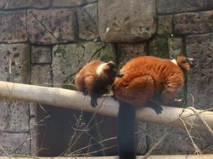 Ini Aneka Hewan & Atraksi di Batu Secret Zoo