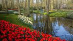 Mengintip Taman Bunga Tulip Terindah di Dunia