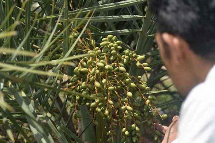 pohon kurma