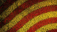  Karpet tulip merah dan kuning terlihat dari sudut pandang drone sekitar 10 meter.
