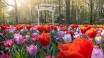 Mengintip Taman Bunga Tulip Terindah di Dunia