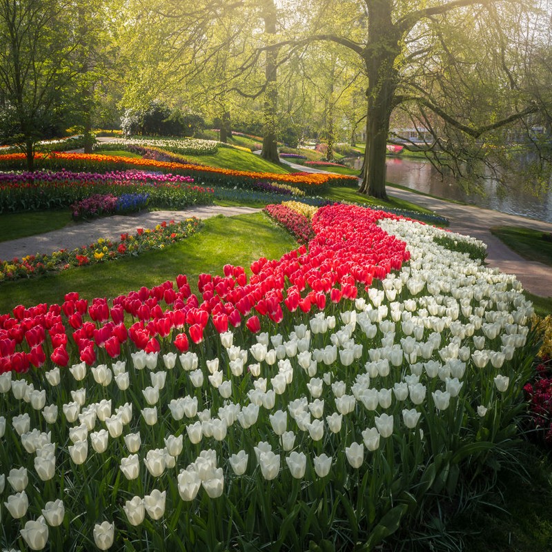 Taman Keukenhof saat pandemi