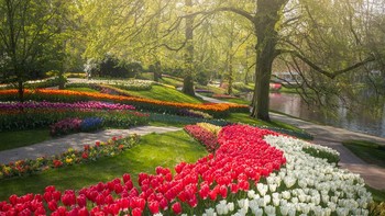 Pada momen ini, Albert juga bisa menyaksikan beberapa jenis tulip langka yang belum pernah dia lihat sebelumnya. Foto: Albert via Bored Panda