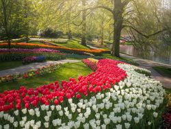 Tak Ada Pengunjung, Taman Bunga Terindah di Dunia Kian Memesona