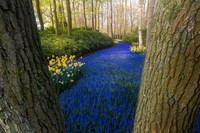 Taman Keukenhof saat pandemi