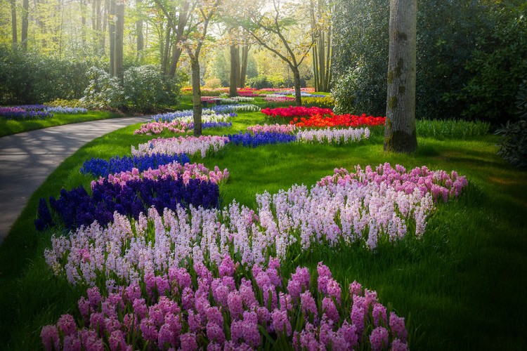 Taman Keukenhof saat pandemi