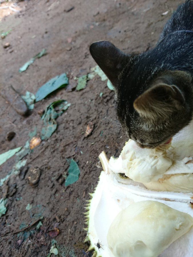 kucing makan sayuran