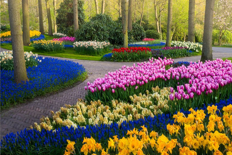 Taman Keukenhof saat pandemi