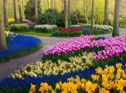 Tak Ada Pengunjung, Taman Bunga Terindah di Dunia Kian Memesona