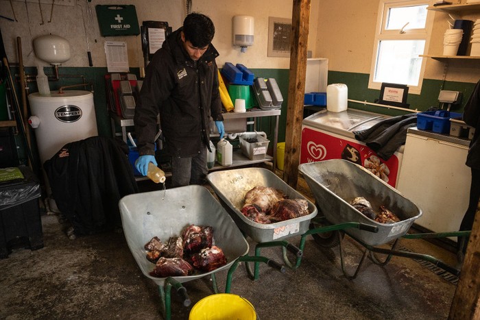 Kebun Bintang di Ashford, Kent, Inggris sudah 6 minggu ditutup untuk publik. Pendapatan untuk memberikan makan dan perawataan hewan-hewan ini pun berkurang.