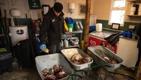 Penjaga Ricky Reino menuangkan minyak ikan cod ke beberapa daging di area persiapan makanan di Kebun Binatang Khusus Singa dan Macan Big Cat Sanctuary pada 29 April 2020 di Ashford, Kent Inggris.