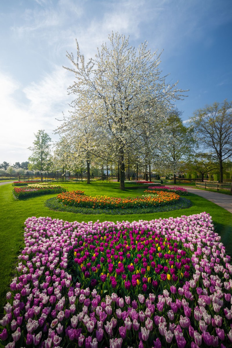Taman Keukenhof saat pandemi