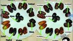 Kurma Jadi Bahan Meme Kocak, 8 Foto Ini Buktinya