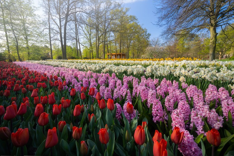 Taman Keukenhof saat pandemi
