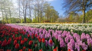 Sebagai warga asli Belanda, Albert adalah penggemar berat tulip yang menjadi ciri khas negara tersebut. Foto: Albert via Bored Panda