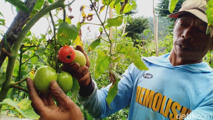 Penjual Buah di Bandung Barat