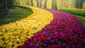 Satu hal lagi yang membuatnya puasa adalah bisa memotret dengan detail garis yang terbentuk dari setiap jenis tulip yang berbeda warna. Foto: Albert via Bored Panda