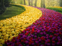 Tak Ada Pengunjung, Taman Bunga Terindah di Dunia Kian Memesona