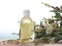 Selain Obat Masuk Angin, Ini 4 Manfaat Lain Minyak Kayu Putih