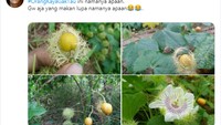 Siapa yang tak asing dengan buah yang satu ini. Sering disebut ciplukan dan ternyata rasanya enak juga. Foto: twitter