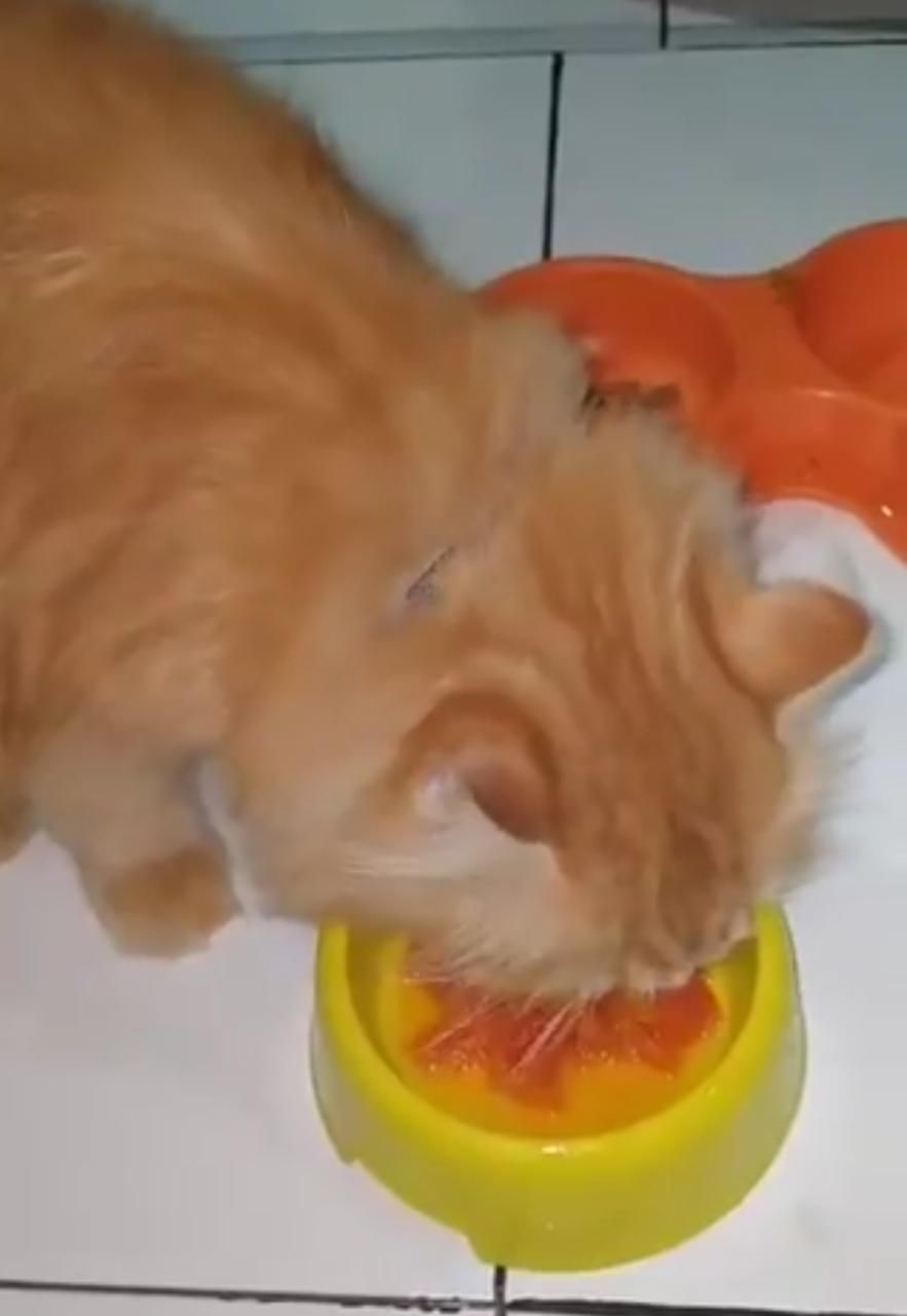 kucing makan sayuran
