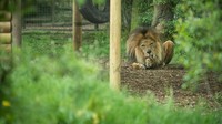 Karena penutupan ini kebun binatang kehilangan penghasilannya sementara singa dan macan disini tetap harus makan dan mendapatkan perawatan.