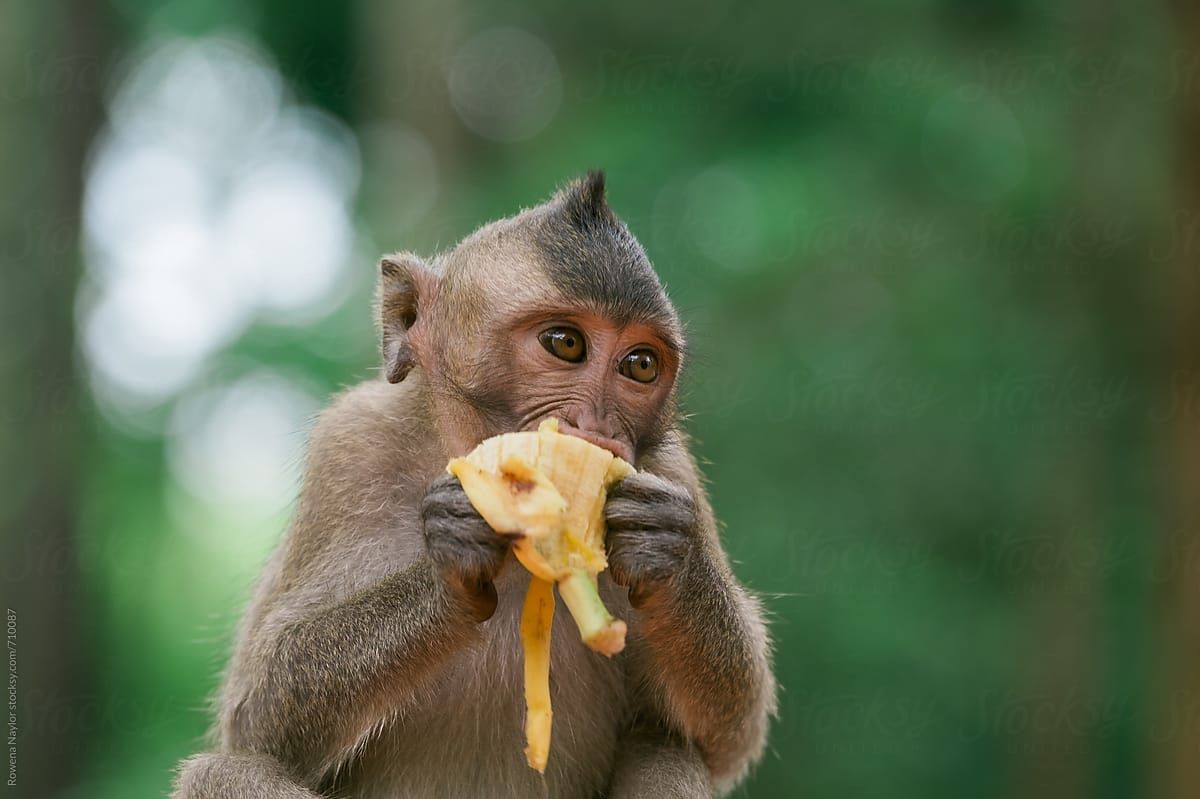 Kocak Monyet Juga Lakukan Social Distancing Saat Makan Buah