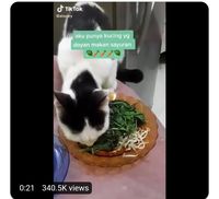 Doyan Pecel dan Buah, Aksi Makan Kucing yang Antimainstream